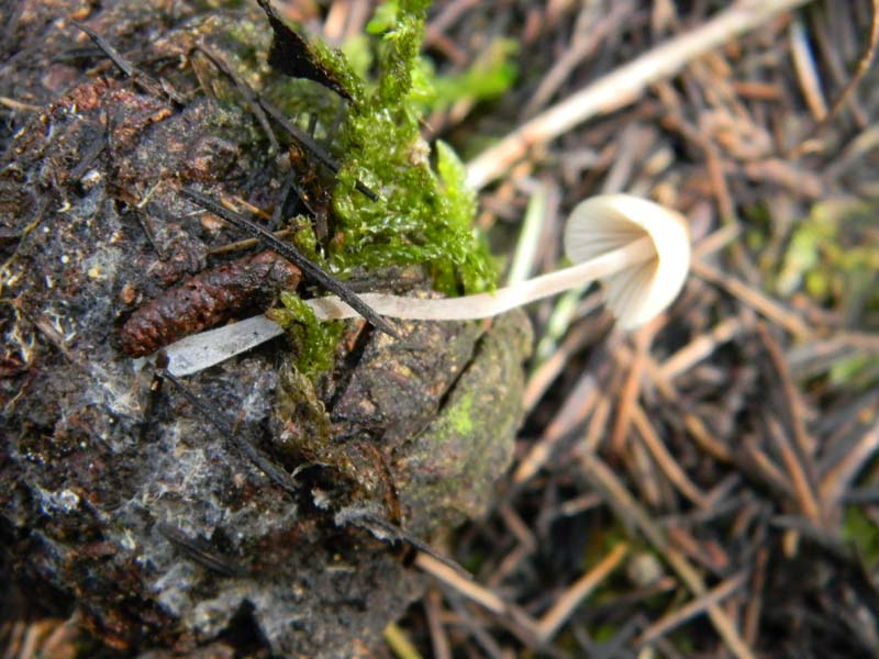 Alcuni ritrovamenti del 15.03.2011.